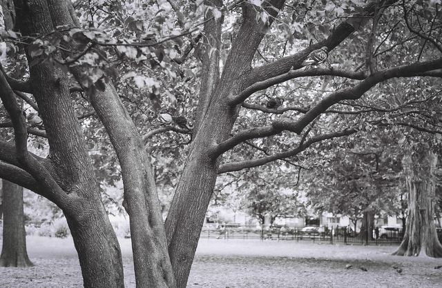 Pentax K1000, frame 6