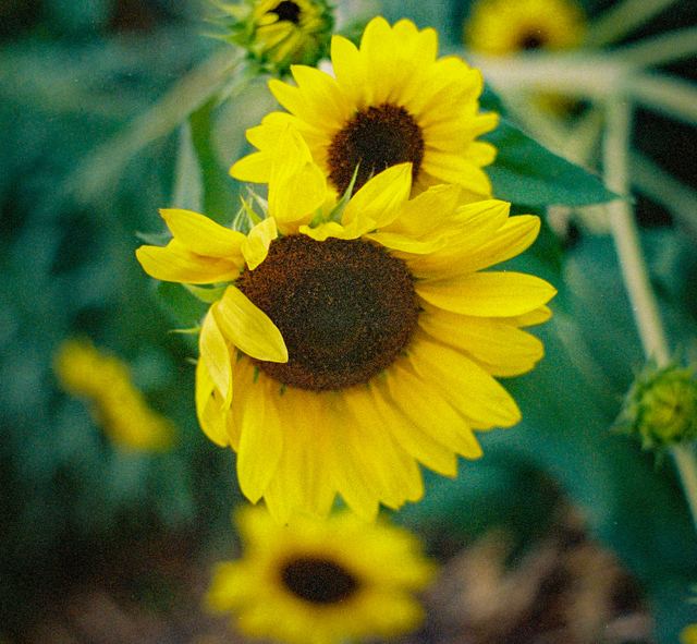 Pentax K1000, frame 17